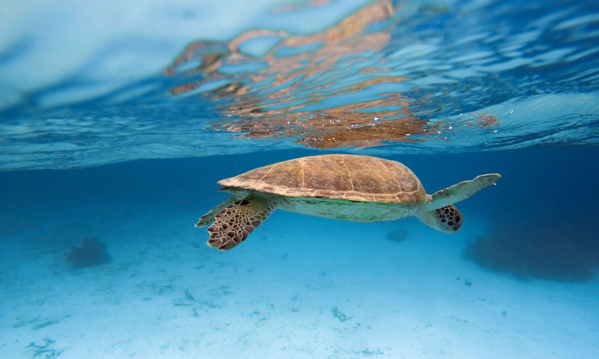 Bonaire, Karibik
