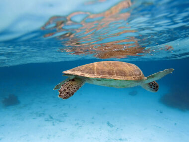 Bonaire, Karibik