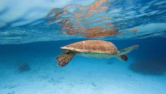 Bonaire, Karibik