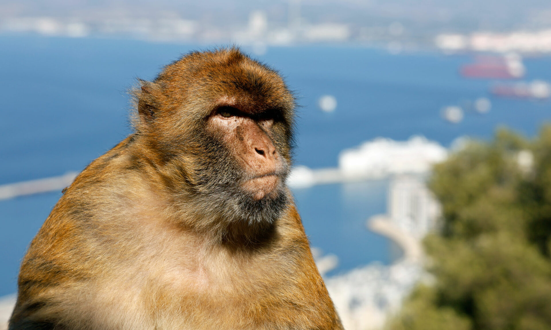 Affen in Gibraltar