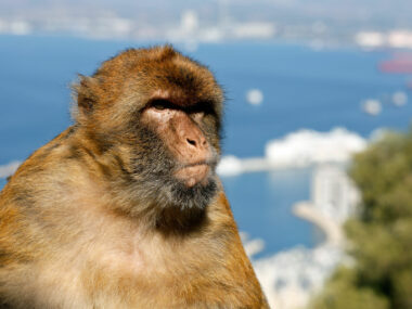 Affen in Gibraltar