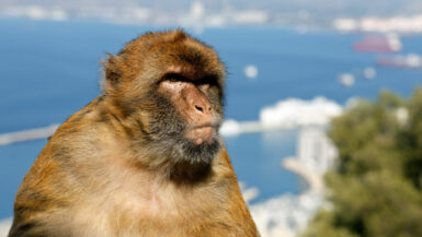 Affen in Gibraltar