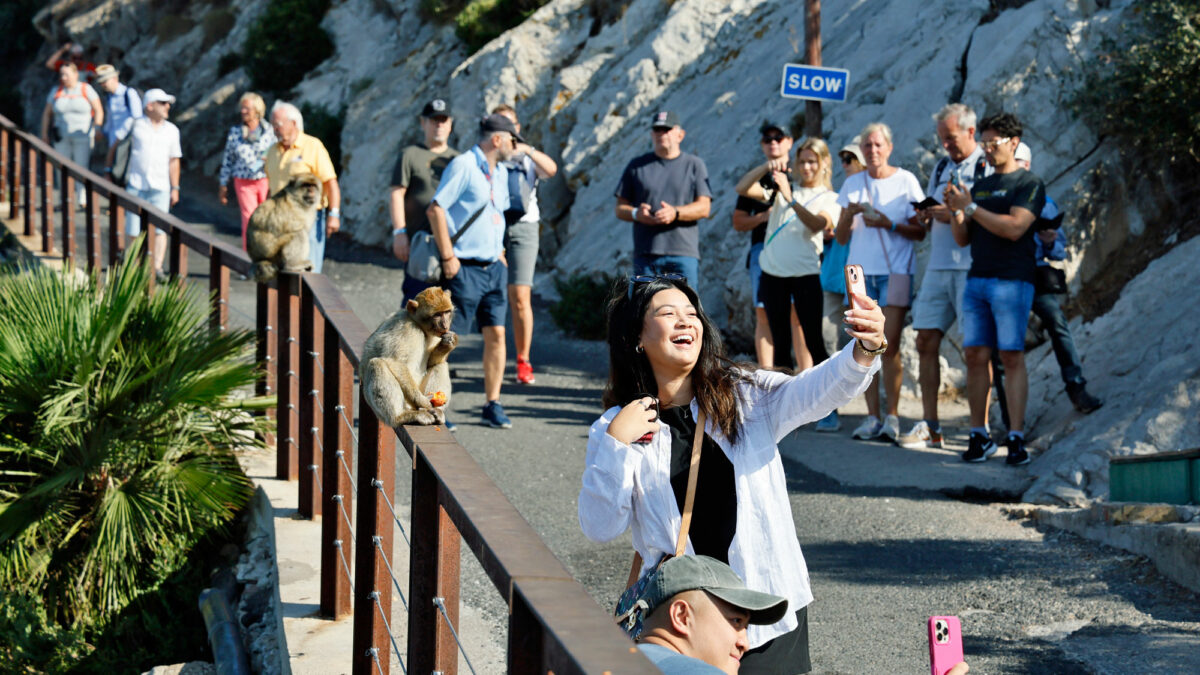 Affen in Gibraltar