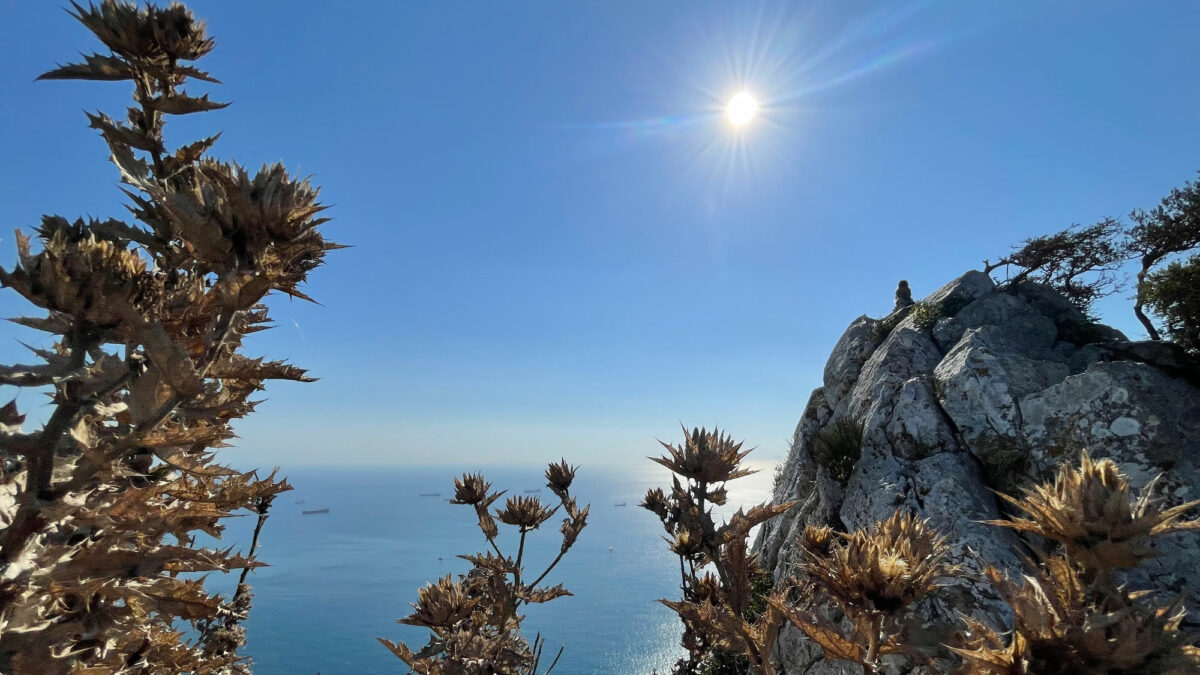 Affenfelsen in Gibraltar