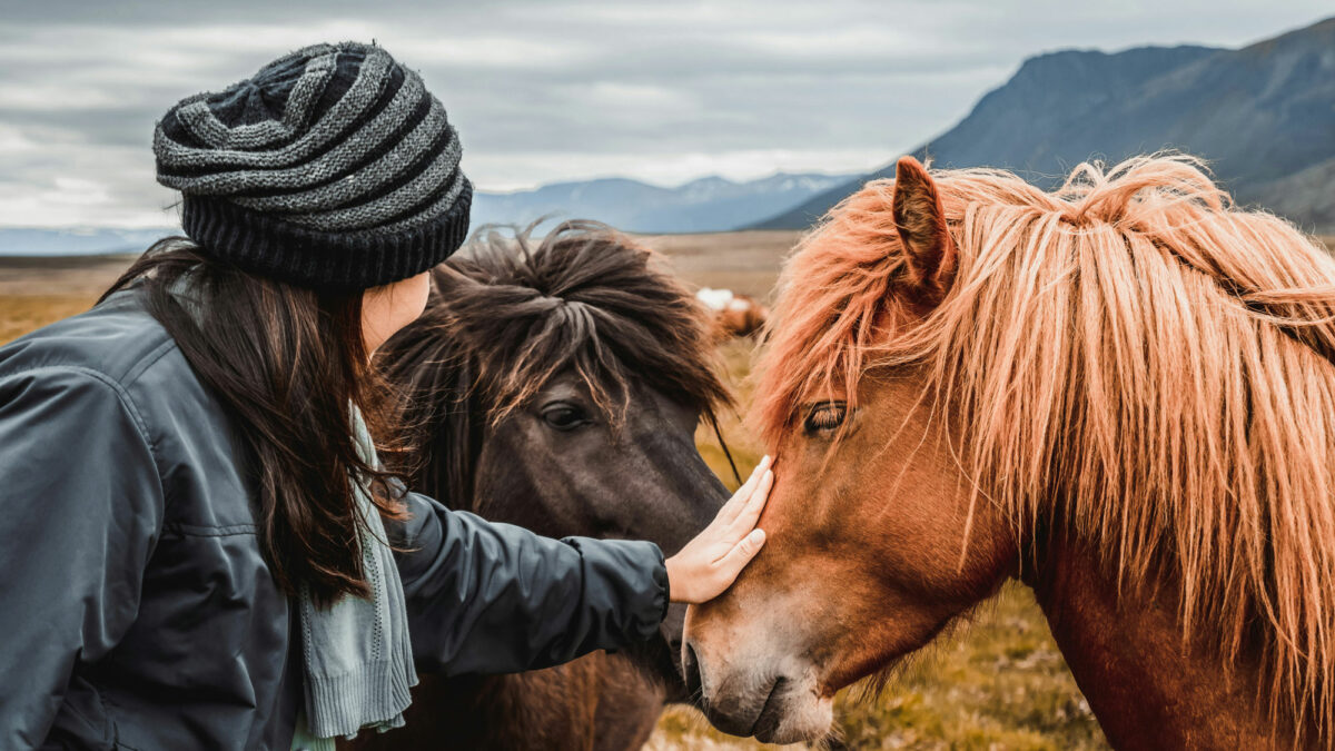 Pferde, Island