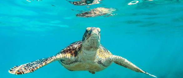 Schildkröte, Karibik