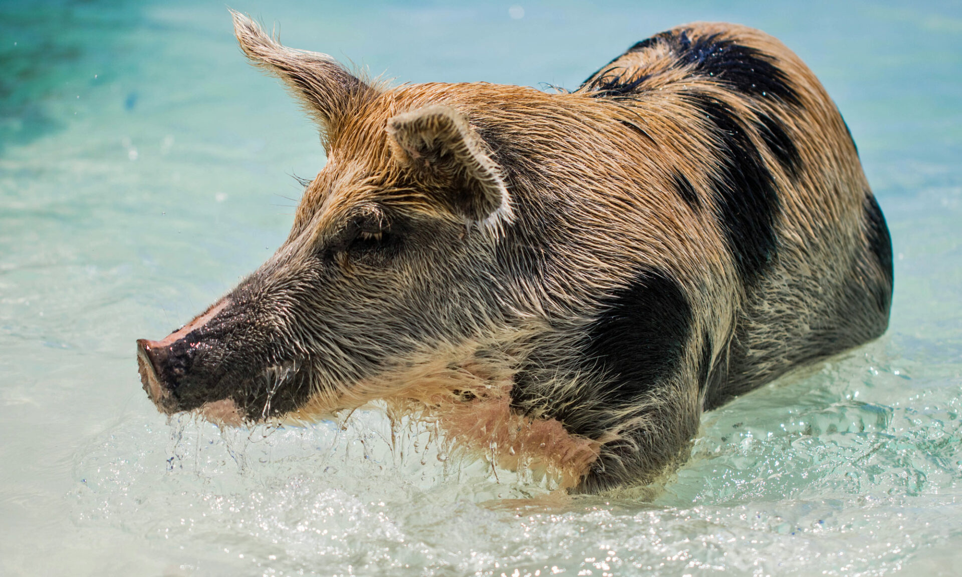Schweine am Strand auf den Bahamas