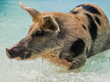 Schweine am Strand auf den Bahamas