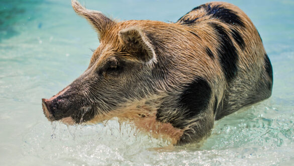 Schweine am Strand auf den Bahamas