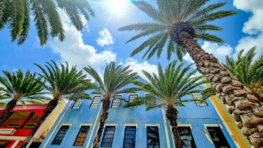 Bunte Häuser und Palmen in Oranjestad, ARuba