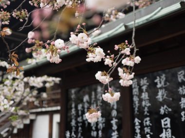 Kirschblüte in Osaka, Japan