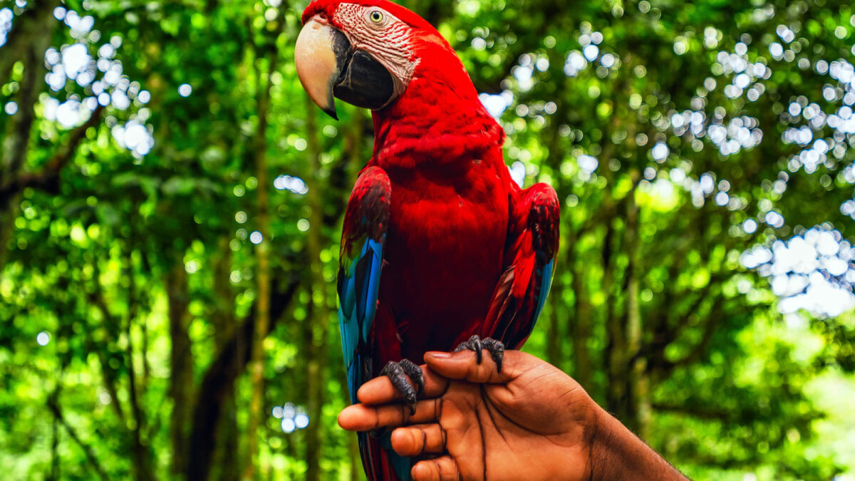 Papagei in der Dominikanische Republik
