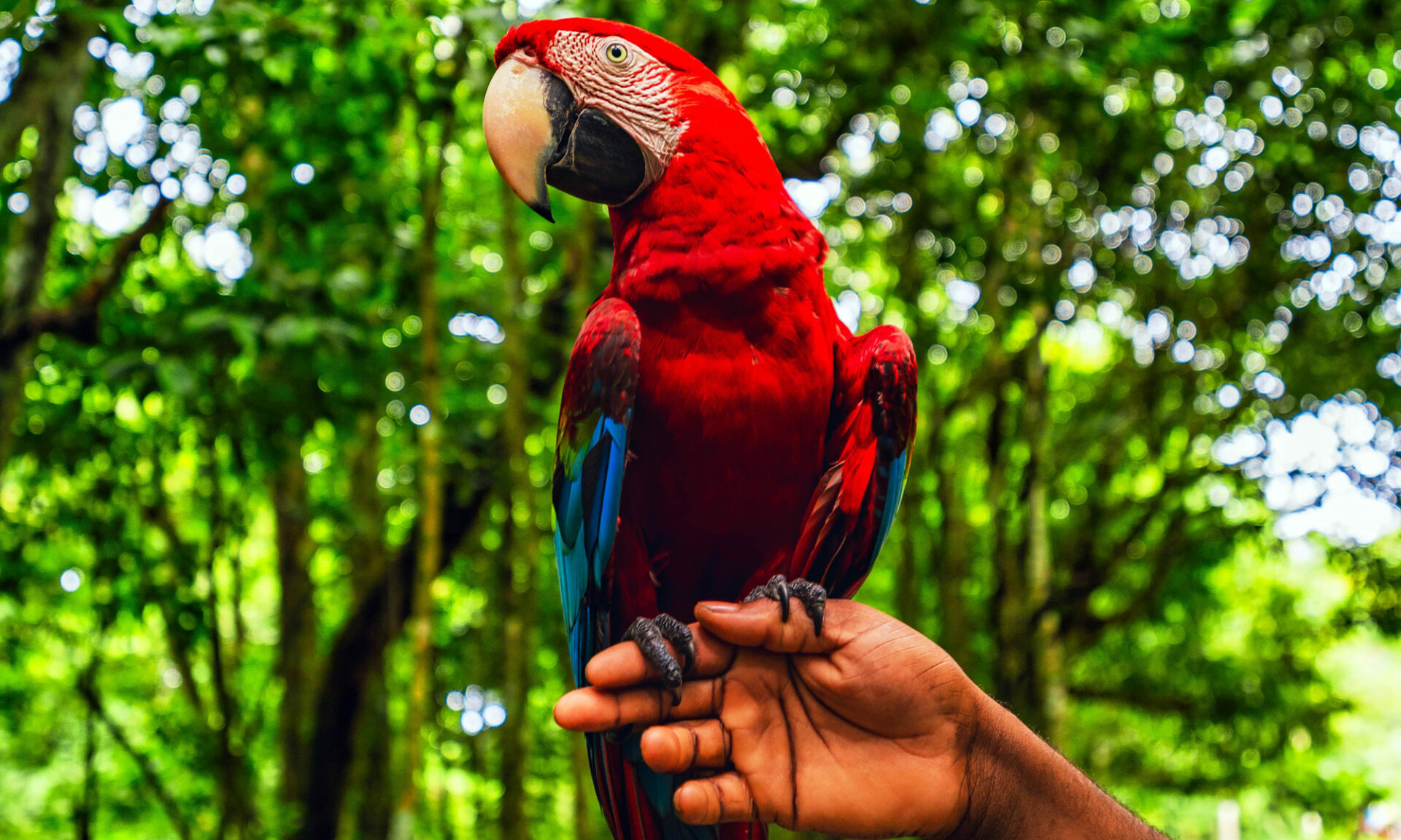 Papagei in der Dominikanische Republik