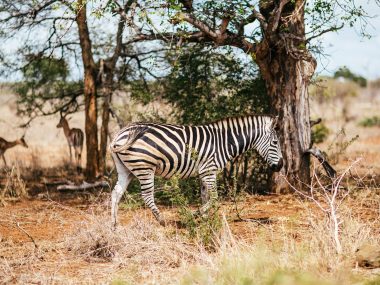 Zebra in Südafrika