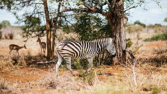 Zebra in Südafrika